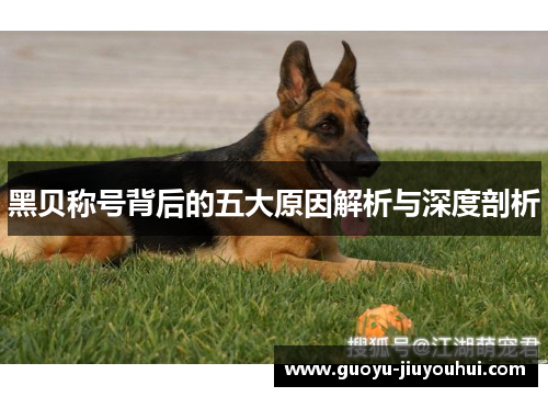 黑贝称号背后的五大原因解析与深度剖析